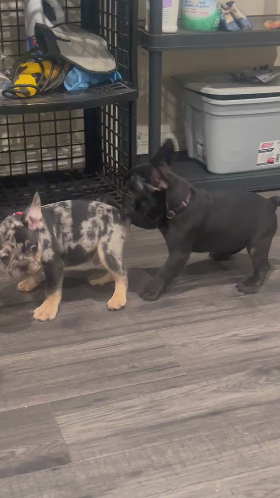FRENCH BULLDOG AVAILABLE