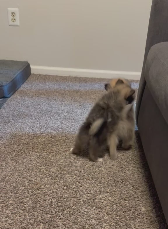 POMERANIAN AVAILABLE