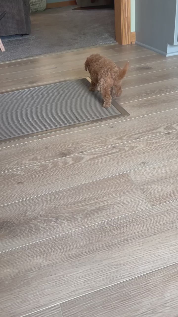 MINI GOLDENDOODLES