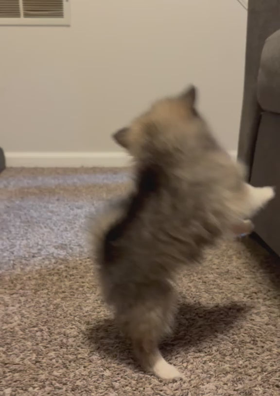 POMERANIAN AVAILABLE