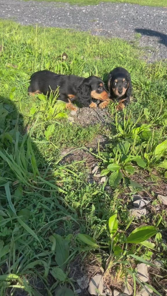 MINI DACHSHUNDS