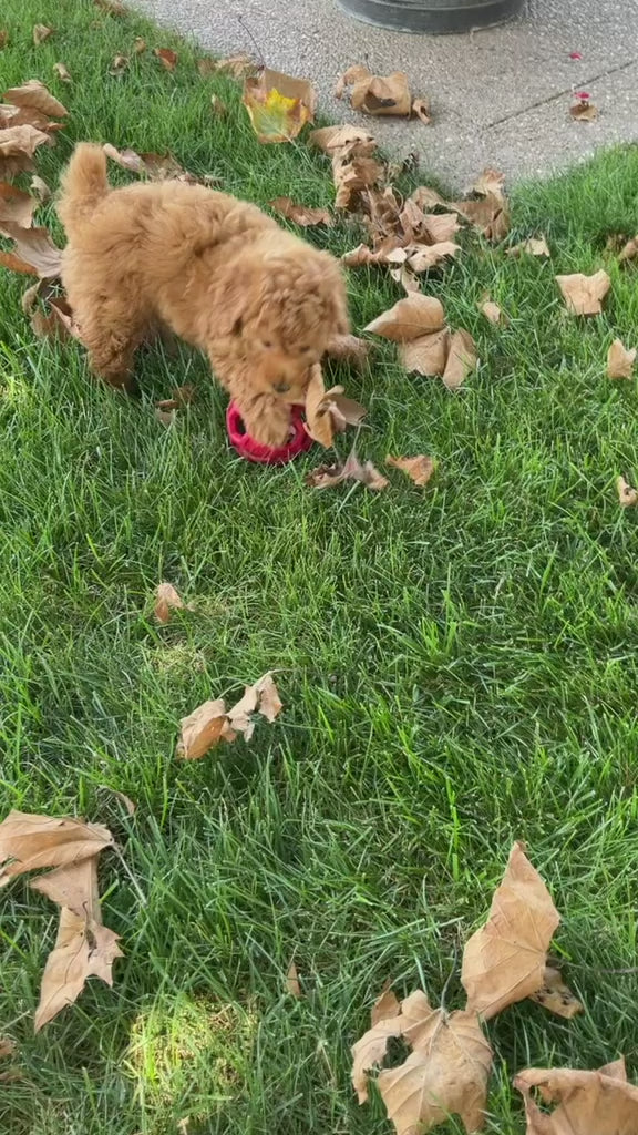 TOY POODLE MALE