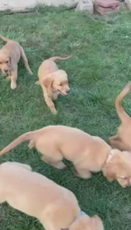 GOLDEN RETRIEVERS
